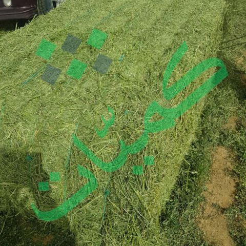 برسيم جت شركة كميات  2