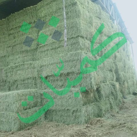 برسيم جت شركة كميات  3