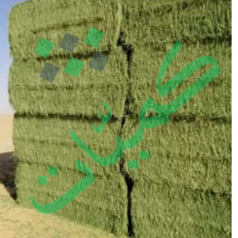 برسيم جت شركة كميات  4