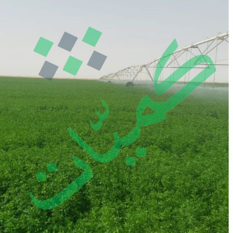 برسيم جت شركة كميات  5