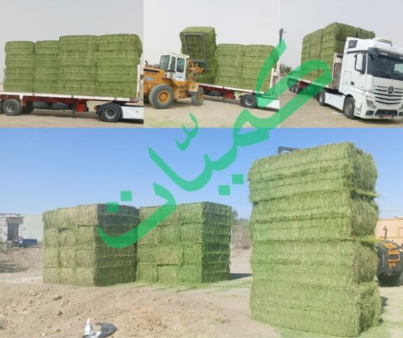 برسيم جت شركة كميات  6