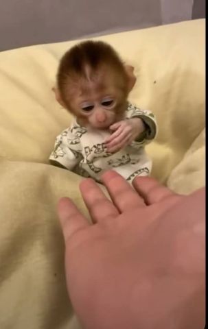 Cute and gorgeous male and femle Capuchin monkeys 