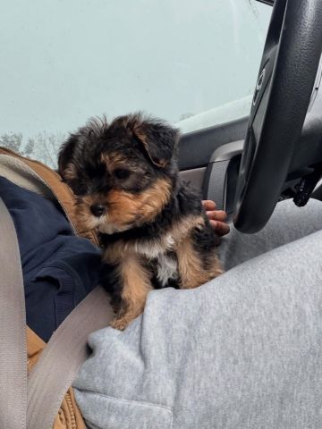 Cute and gorgeous male and femle Yorkshire terrier puppies.