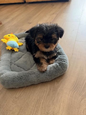 Cute and gorgeous male and femle Yorkshire terrier puppies. 2