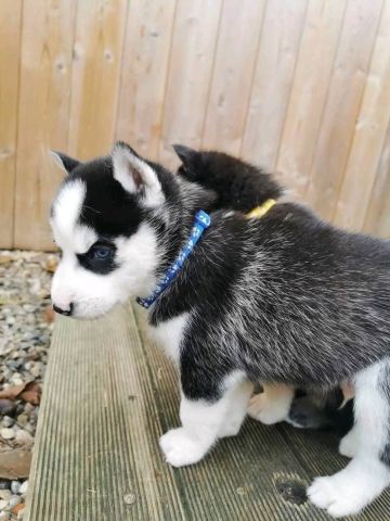 Pedigree Siberian Husky Puppies