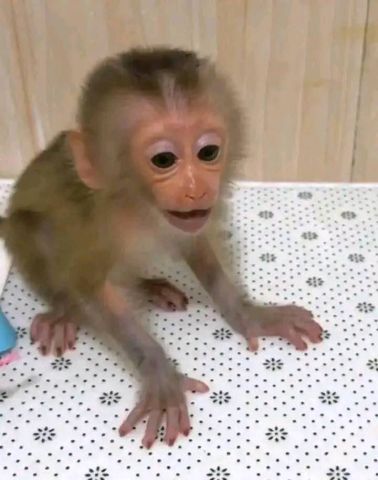 Gorgeous male and female Capuchin monkeys available  2