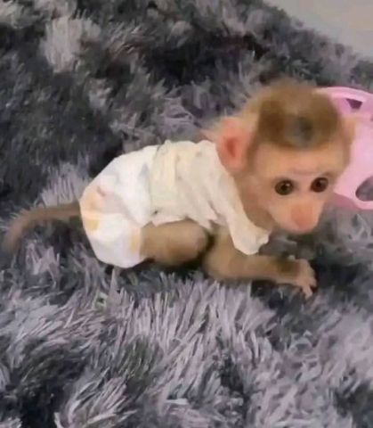 Cute and outstanding Male and female Capuchin monkeys available