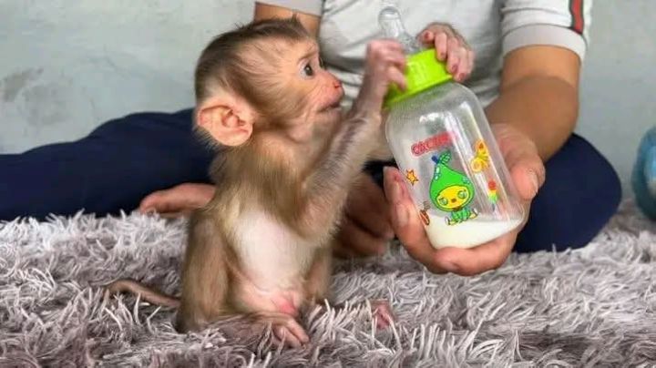 Charming capuchin monkeys for sale