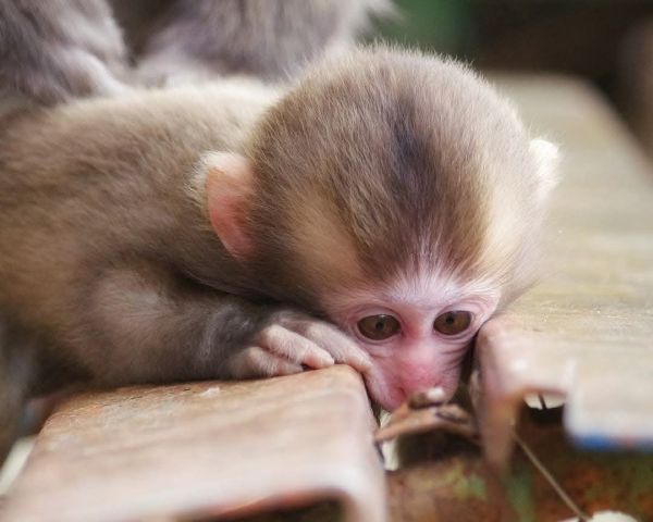 Registered male and female capuchin monkeys available 