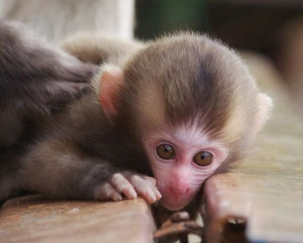 Registered male and female capuchin monkeys available  2
