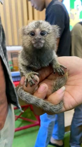 Marmoset monkey's available