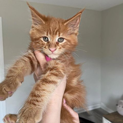Cute Mainecoon Kittens For Adoption