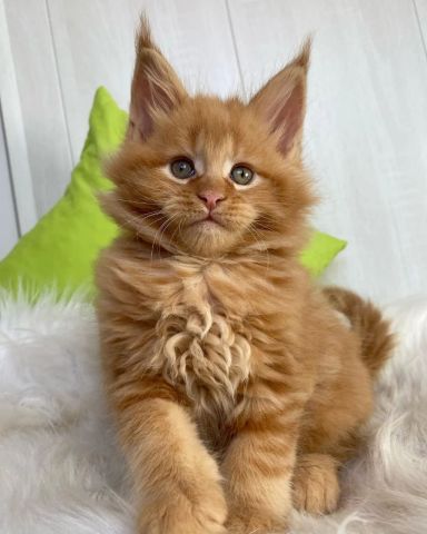 Cute Mainecoon Kittens For Adoption 2