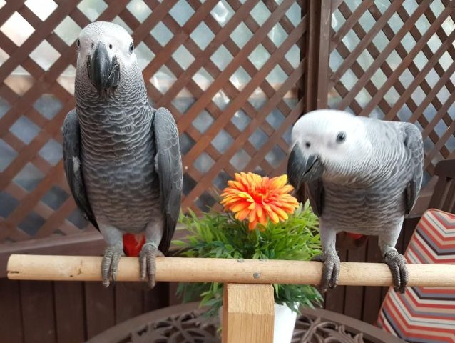             Talking  African Grey Parrots For Adoption