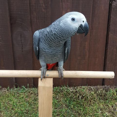             Talking  African Grey Parrots For Adoption 2