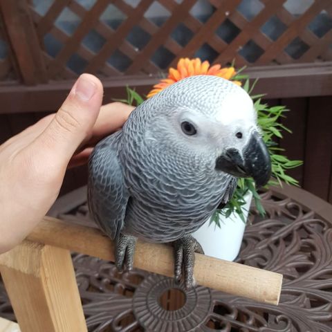             Talking  African Grey Parrots For Adoption 3