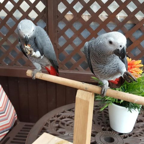             Talking  African Grey Parrots For Adoption 4