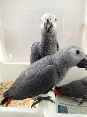             Talking  African Grey Parrots For Adoption 5