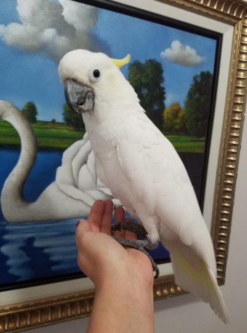 Cockatoo Parrots For Adoption
