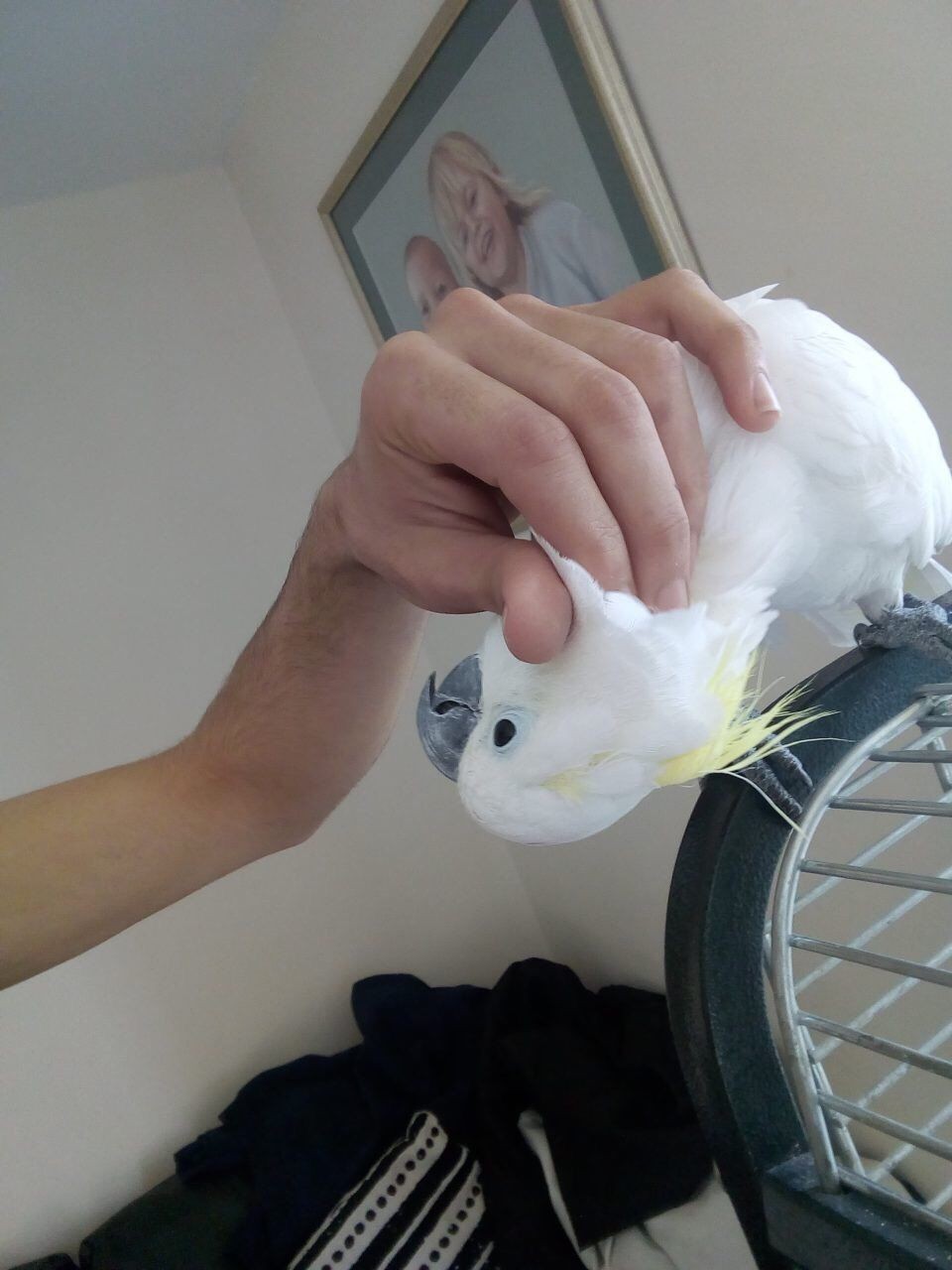 Cockatoo Parrots For Adoption 2