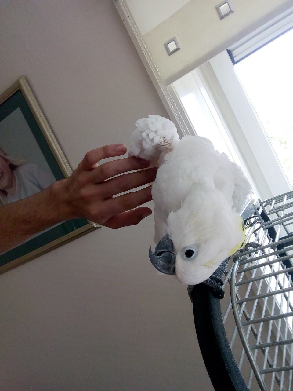 Cockatoo Parrots For Adoption 3