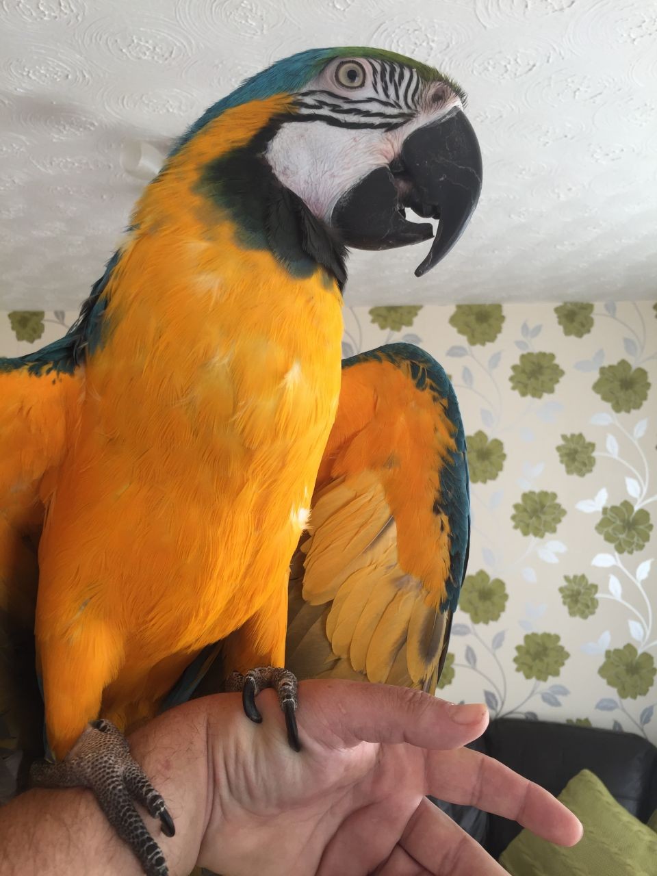 Blue & Gold Macaw Parrots For Adoption 2