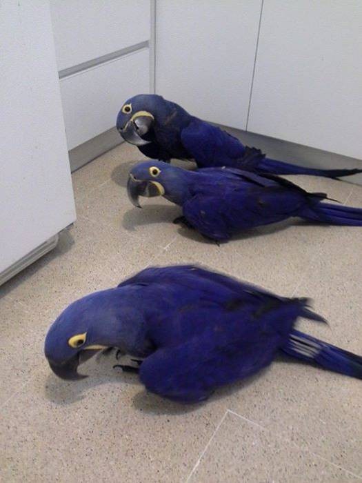 Hyacinth Parrots for Adoption