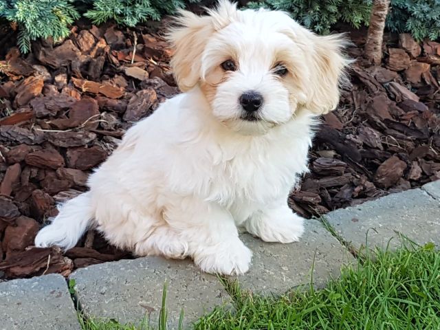 Lovely HAVANESE puppies Available