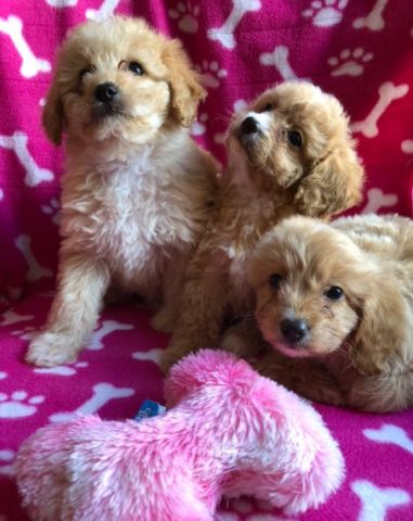 BEAUTIFUL COVAPOO PUPPIES