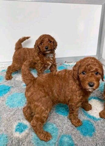 SWEET POODLE PUPPIES 