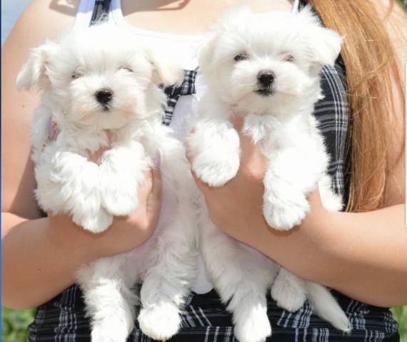 CUTE BICHON FRISE PUPPIES 