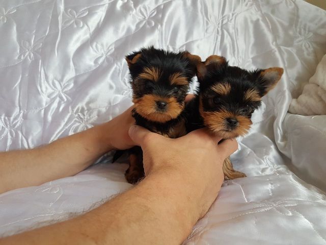 CHARMY YORKIE PUPPIES 