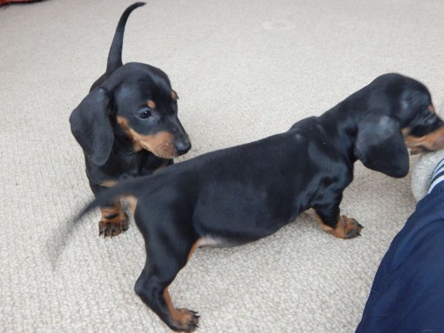 DASCHUND PUPPIES FOR ADOPTION