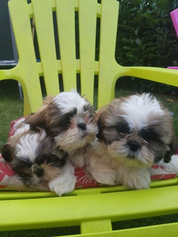 DORABLE SHIH TZU PUPPIES FOR ADOPTION