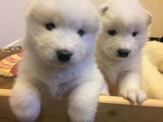 PRETTY SAMOYED PUPPIES FOR ADOPTION
