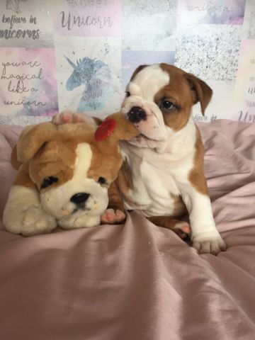 English Bulldog Puppies for adoption