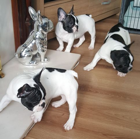 French Bulldog Puppies for Adoption