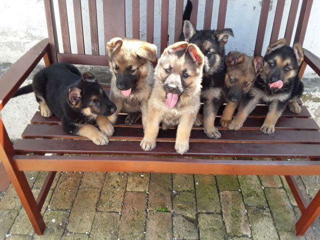 German Shepherd Puppies for adoption