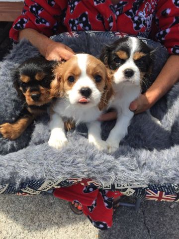 Cavalier King Charles Spaniel Puppies for Adoption