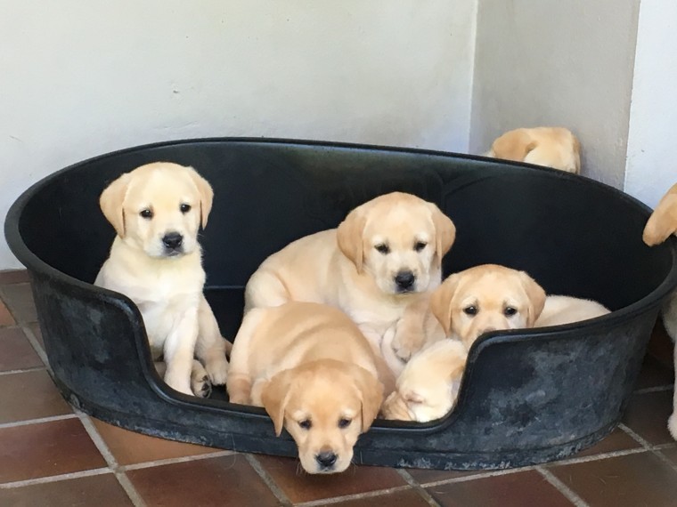 Lovely Labrador Retriever Puppies for adoption