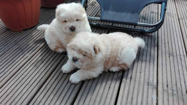 chow chow puppies for adoption 