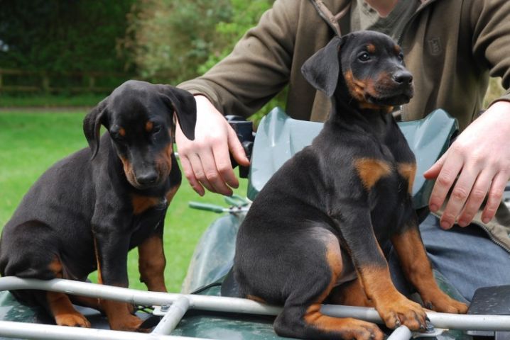 Doberman puppies For Adoption
