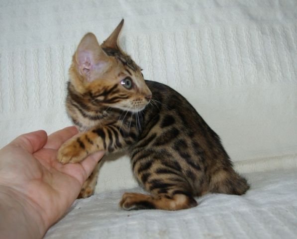 Bengal Kittens for adoption
