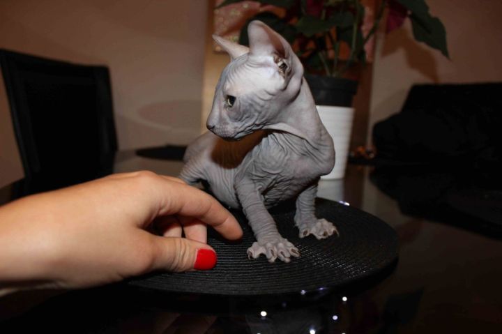 sphynx Kittens Available for adoption