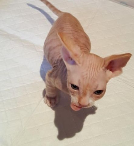 sphynx Kittens Available for adoption 2