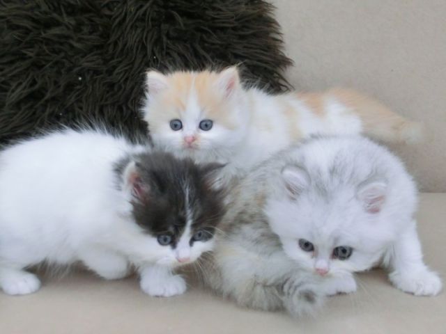 Persian kittens Available for adoption