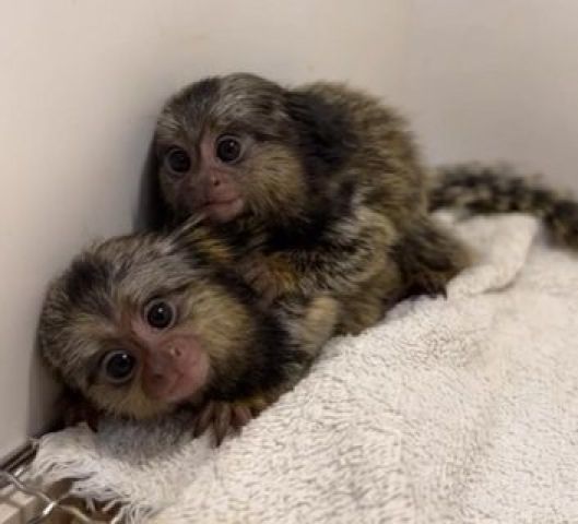 Twins Pygmy Marmosets Monkeys for sale.