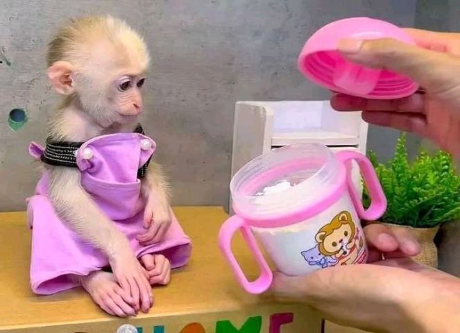 We have two lovely Capuchin monkeys for SALE.