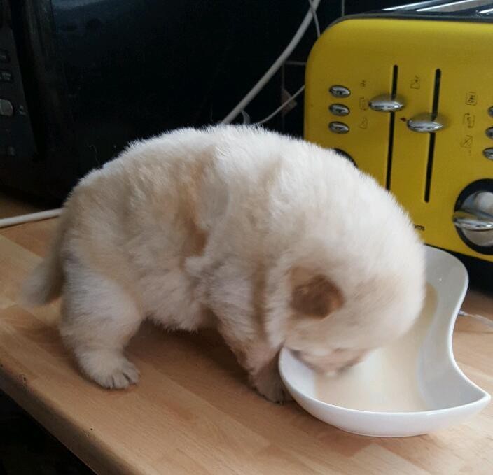 chow chow puppies for Sale.