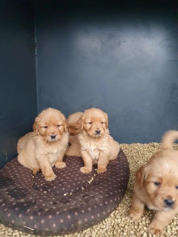 Golden Retriever Puppies for sale.